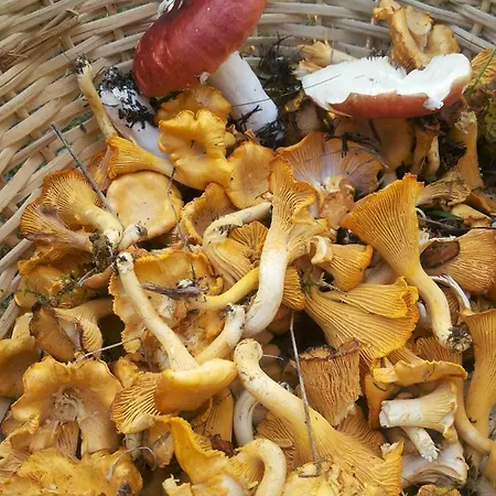 Casa de Férias в финляндии,