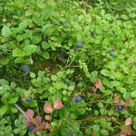 Vakantiehuis в финляндии, Enonkoski