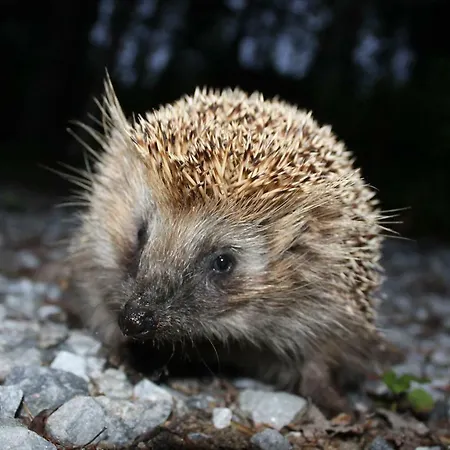 в финляндии, Enonkoski