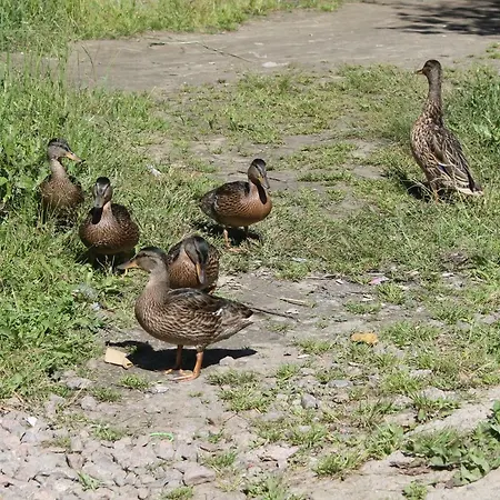 в финляндии, *