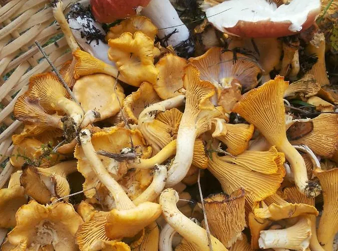 بيت للعطل в финляндии,