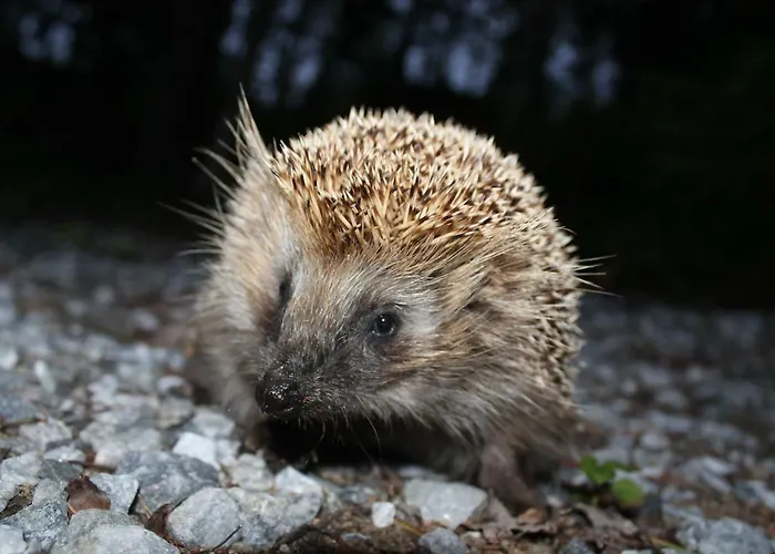 в финляндии, Enonkoski