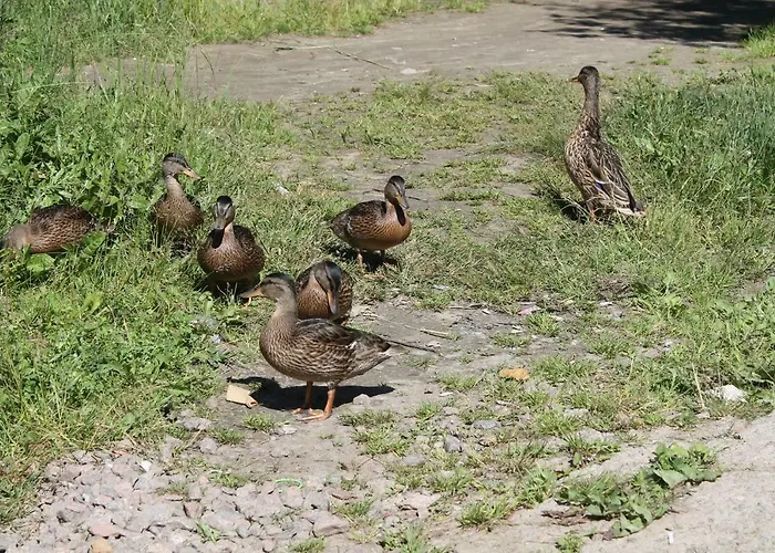 в финляндии, *